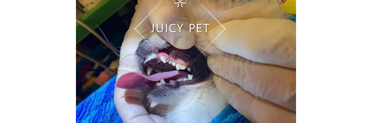 Pet Dental
